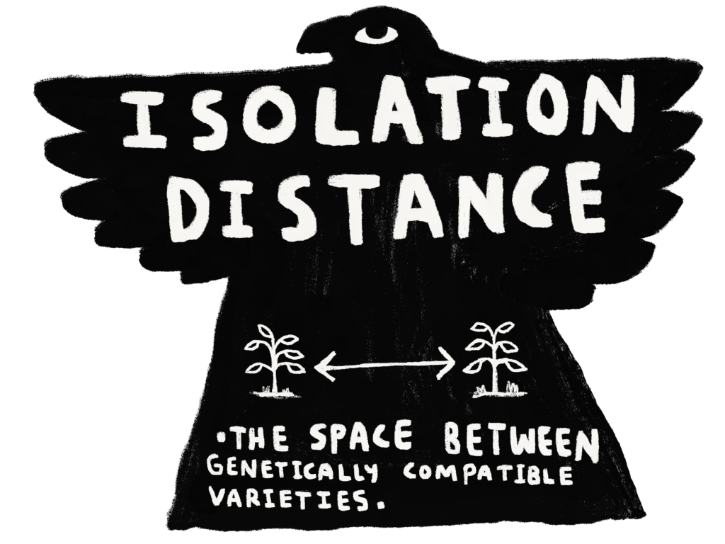 Isolation Distance: The space between genetically compatible varieties. 