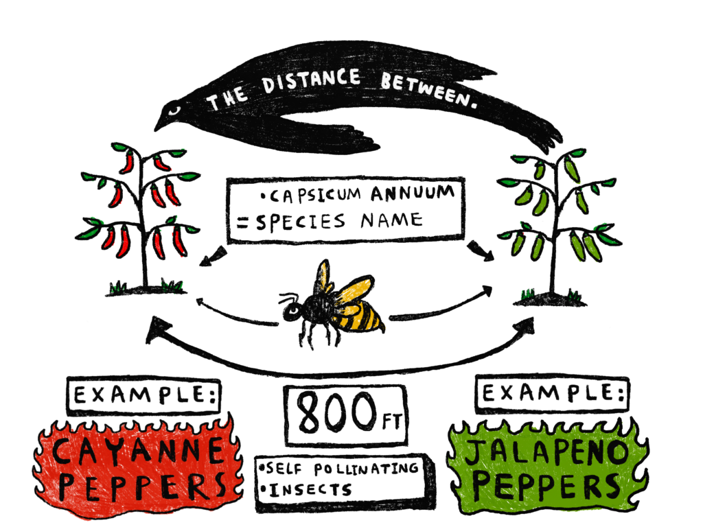 Cayenne and Jalapeno peppers, both Capsicum Annuum, can cross-pollinate within 800 feet